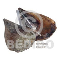 raw unpolished browntab shells  per kilo