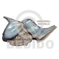 raw unpolished hammershells  per kilo