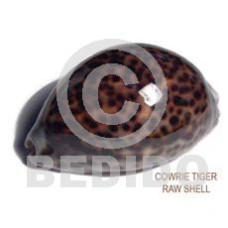 3 in to 4in up raw cowrie