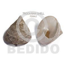 raw unpolished troca shells  female 