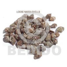 raw unpolished nassa tiger shells  no