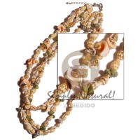 3 rows luhuanus,nassa tiger,mongo shell combination